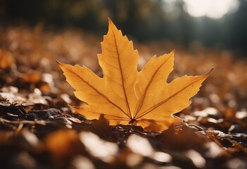 Autumn Leaf on Ground at the Moment of Falling
