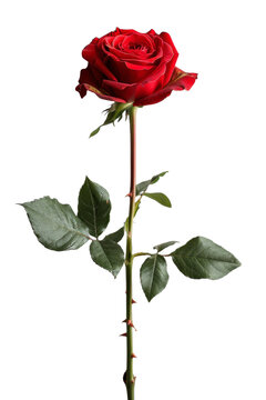 Rose with Red Stem Isolated transparent background. PNG Format.