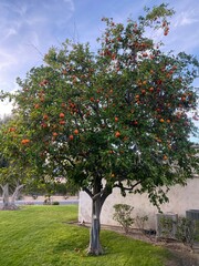 A photo of one orange tree in a residential area in California.