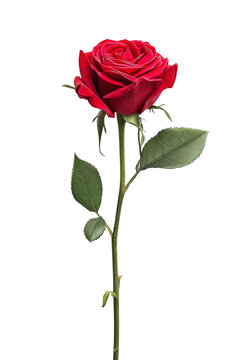 Rose with Red Stem Isolated transparent background. PNG Format.