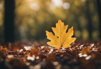 An autumn scene with an orange leaf closeup in a forest