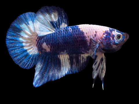 Blau-wei&szlig;er Kampffisch (Betta)