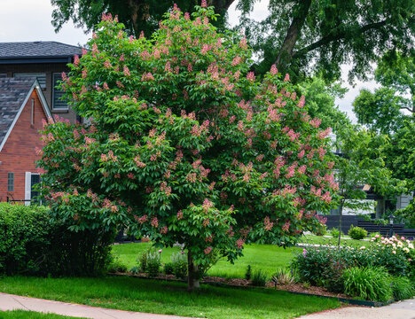 A Red Horse Chestnut tree in full bloom in the front yard of a home in early Summer.