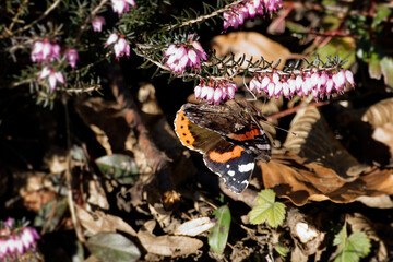 Red admiral butterfly (Vanessa Atalanta) sitting on a pink flower in Zurich, Switzerland