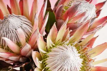 Beautiful protea flowers on pink background, closeup