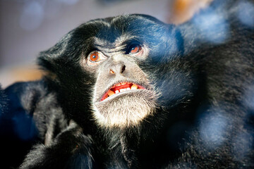 Close up black monkey 