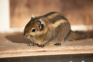 Chipmunk type in zoo cage