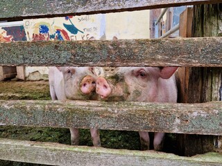 Schweine auf einem Bauernhof