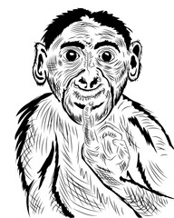 sketch portrait of a funny monkey