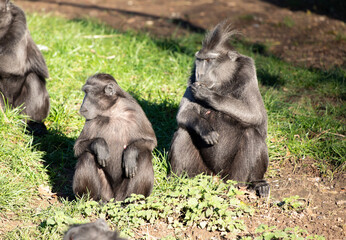 Monkeys eating at zoo