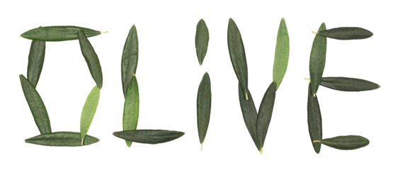 Word olive from fresh green olive leaves isolated on white, clipping path