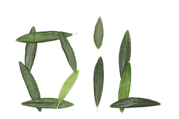 green, word, oil, olive, leaves, isolated, white, clipping, logo, icon, write, food, view, top, environment, abstract, symbol, letter, foliage, floral, nobody, bright, twig, pile, young, texture, edib