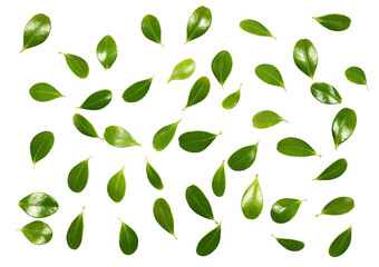 Fresh green boxwood leaves isolated on white, texture