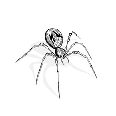 spider on a white background
