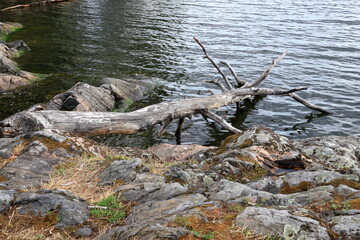 Old dead tree in one lake. Calm nature photo at the shore. Stockholm, Sweden. 