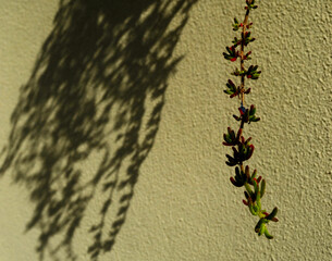 Dibujada en la pared