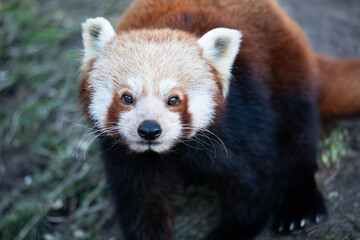 Red panda looking upwards, close up