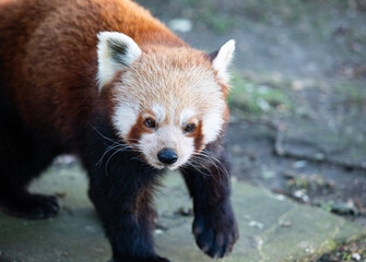 Red panda in zoo, top view front