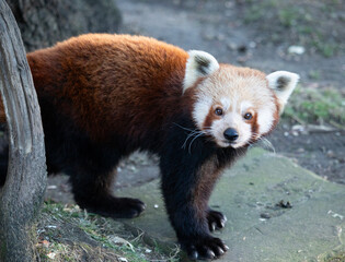 Red panda bear looking up