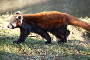 Profile walking red panda