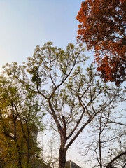 trees in autumn