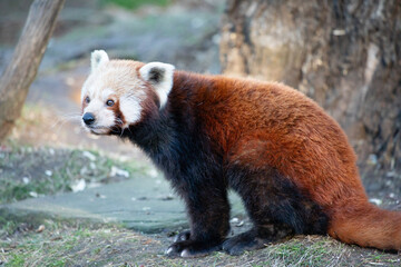 Red panda bear in a zoo