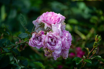 Flores moradas