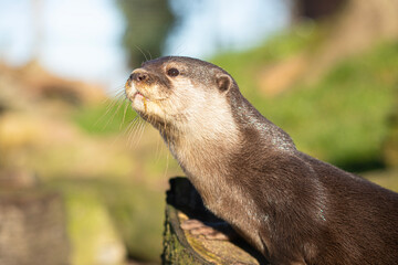 Obraz premium Close up of an otter looking up