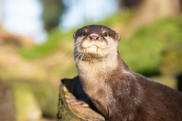 Otter on the rock, front view 