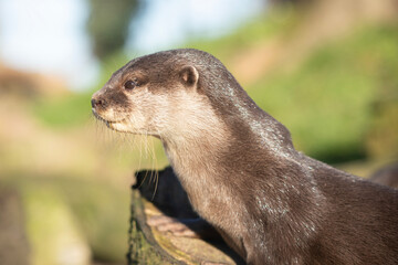 Close up of a otter, profile view