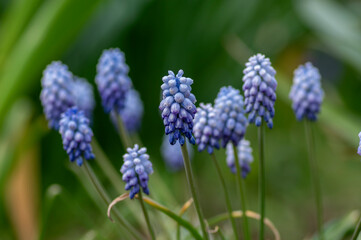Muscari armeniacum Valerie Finnis ornamental springtime flowers in bloom, Armenian grape hyacinth light blue flowering plants