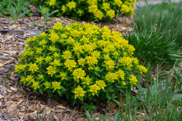 Euphorbia epithymoides cushion spurge bushy plant in bloom, sprintime ornamental garden bright yellow color flowering plant