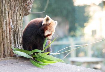 Red panda eating leaves 