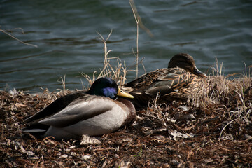 Mallard Ducks Swimming in Water. Nature and birds. Flock of ducks on a lake in a park, protection environment background, ecology concept