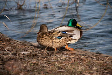 Mallard Ducks Swimming in Water. Nature and birds. Flock of ducks on a lake in a park, protection environment background, ecology concept