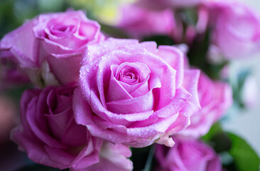 Pink roses close up, Valentine, romantic 