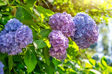 Enchanted Blooms: majestic tree adorned with profusion of purple and blue wildflowers in full bloom