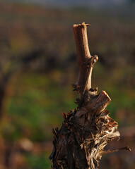 Detalle de un pulgar de una cepa de viña ( vitis vinifera) recién  podado durante el invierno en un viñedo del Bierzo. 