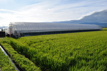 Obraz premium 田園の中のビニールハウス