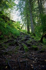 path in the forest with roots