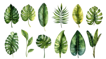 Fototapeta na wymiar Vintage Watercolor Tropical leaves collection. palm leaf, monstera, banana leaf isolated transparent background. PNG Format.