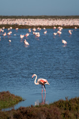 flamingos on the lake at sunset - 730432479