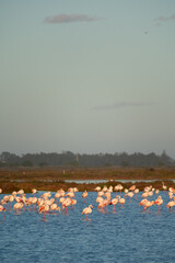 flamingos on the lake at sunset - 730432483
