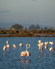 flamingos on the lake at sunset - 730432490