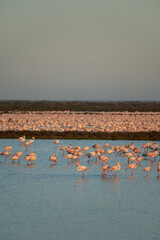 flamingos on the lake at sunset - 730432492