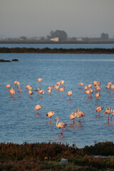 flamingos on the lake at sunset - 730432493