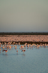 flamingos on the lake at sunset