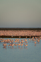 flamingos on the lake at sunset - 730432495