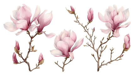 Watercolor blooming pink magnolia flowers and branches isolated transparent background. PNG Format. - obrazy, fototapety, plakaty