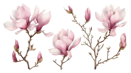 Foto op Canvas Watercolor blooming pink magnolia flowers and branches isolated transparent background. PNG Format. © Media Srock